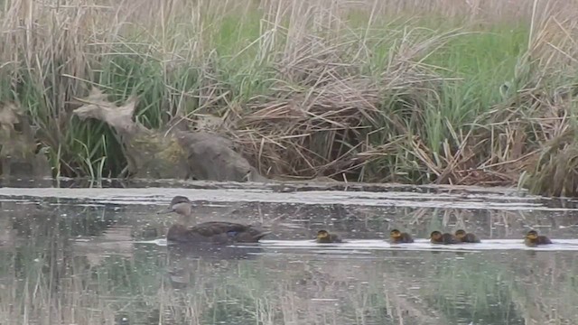 American Black Duck - ML543925161