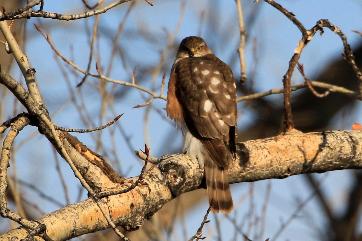 Sharp-shinned Hawk - Janice Miller