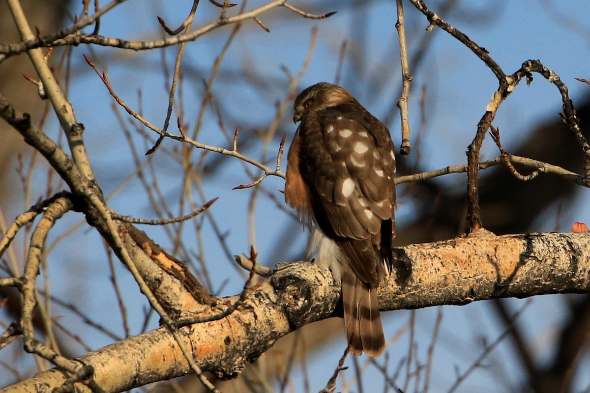 Sharp-shinned Hawk - Janice Miller