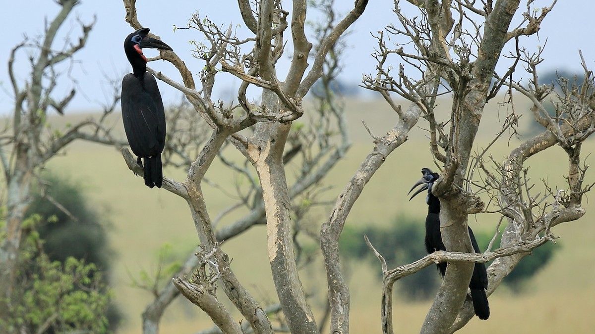 Abyssinian Ground-Hornbill - ML543926461