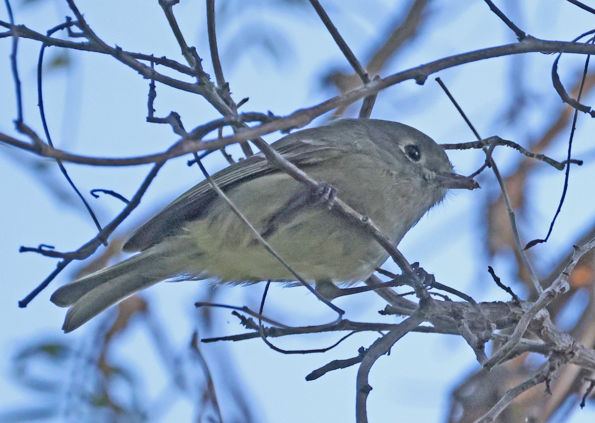 eikevireo - ML543927691