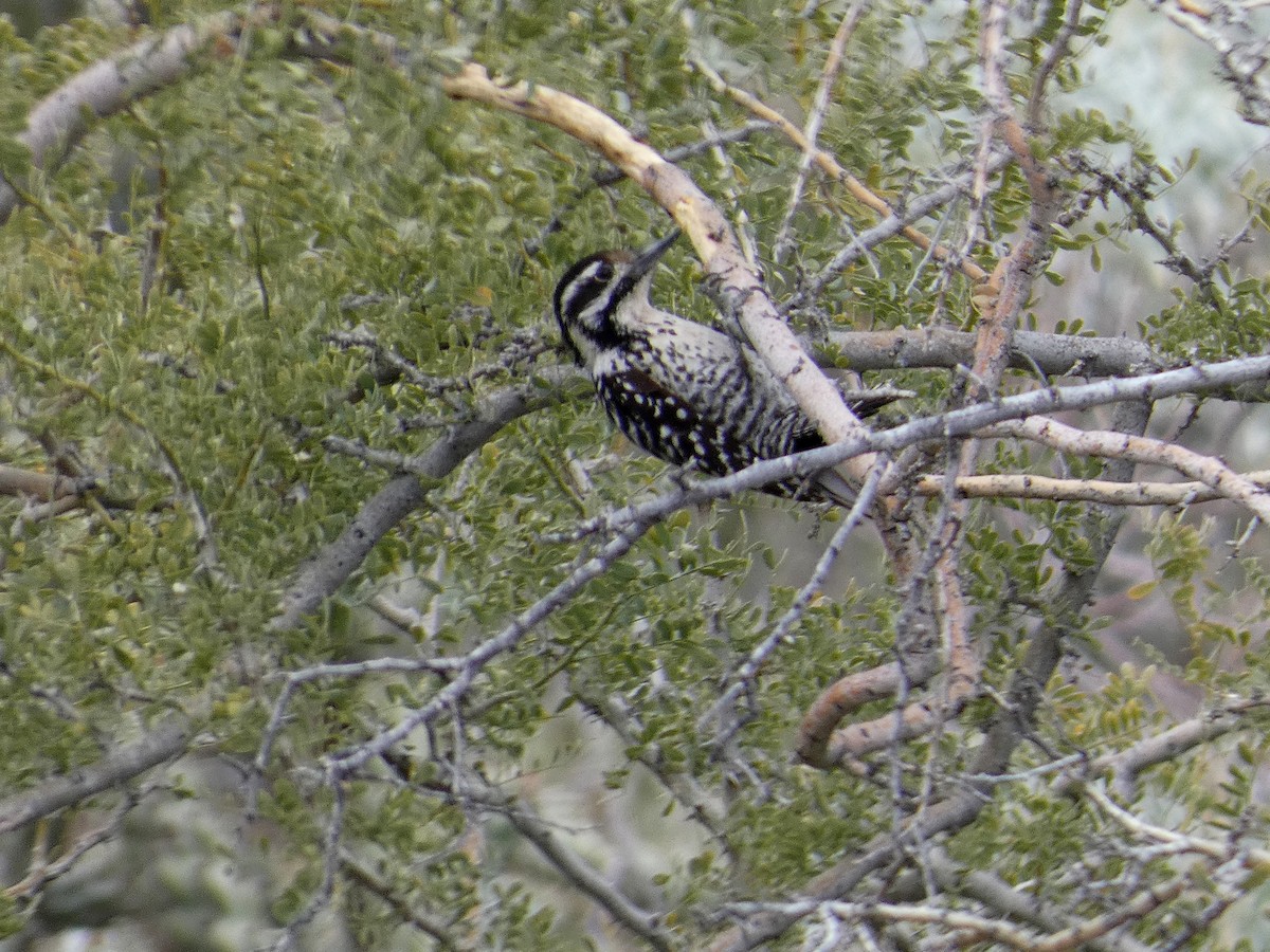 Ladder-backed Woodpecker - ML543928551