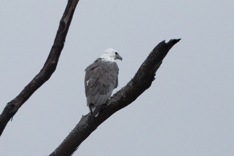 White-bellied Sea-Eagle - ML543928771