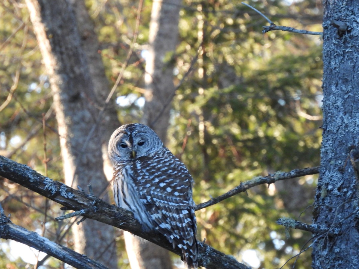 Barred Owl - ML543928811