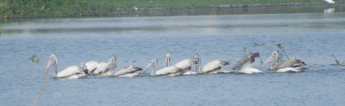 Spot-billed Pelican - ML543928881