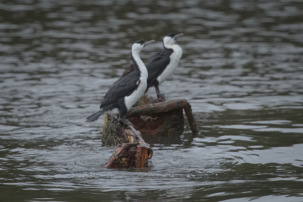 Black-faced Cormorant - ML543928991