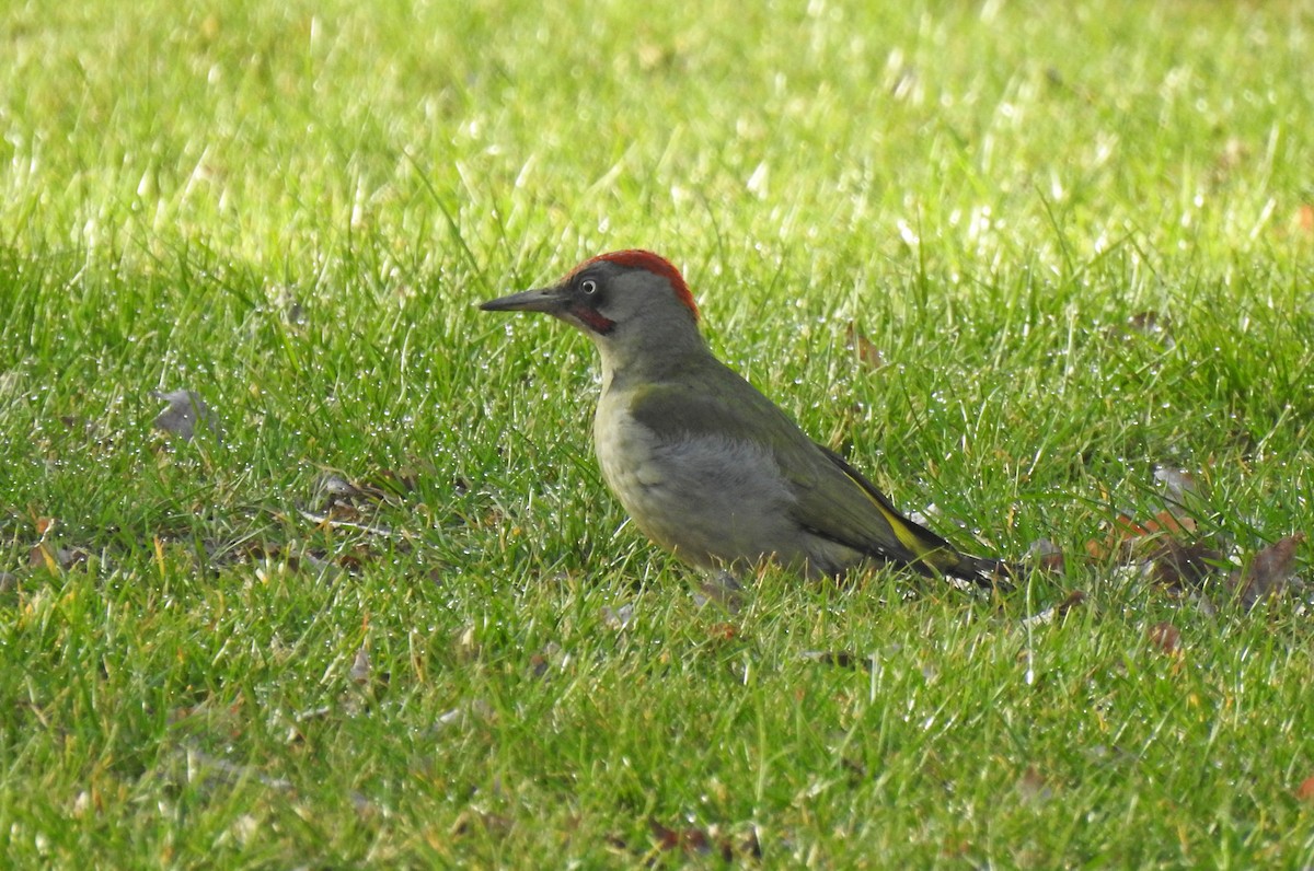 Iberian Green Woodpecker - ML543929641