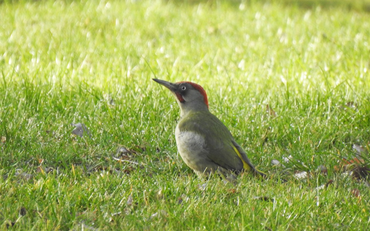 Iberian Green Woodpecker - ML543929661