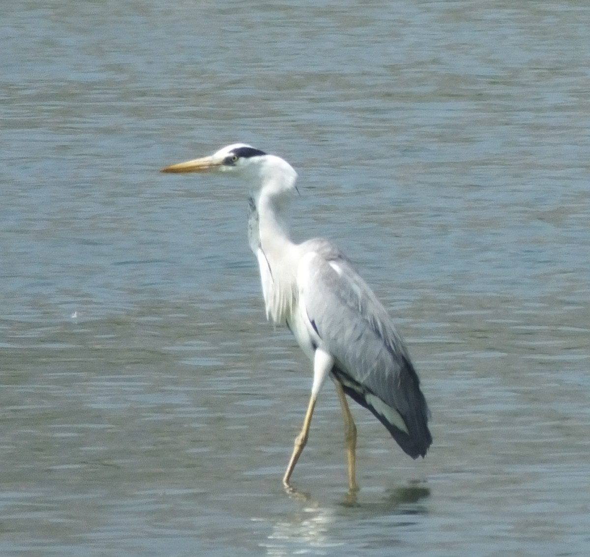 Gray Heron - ML543930041