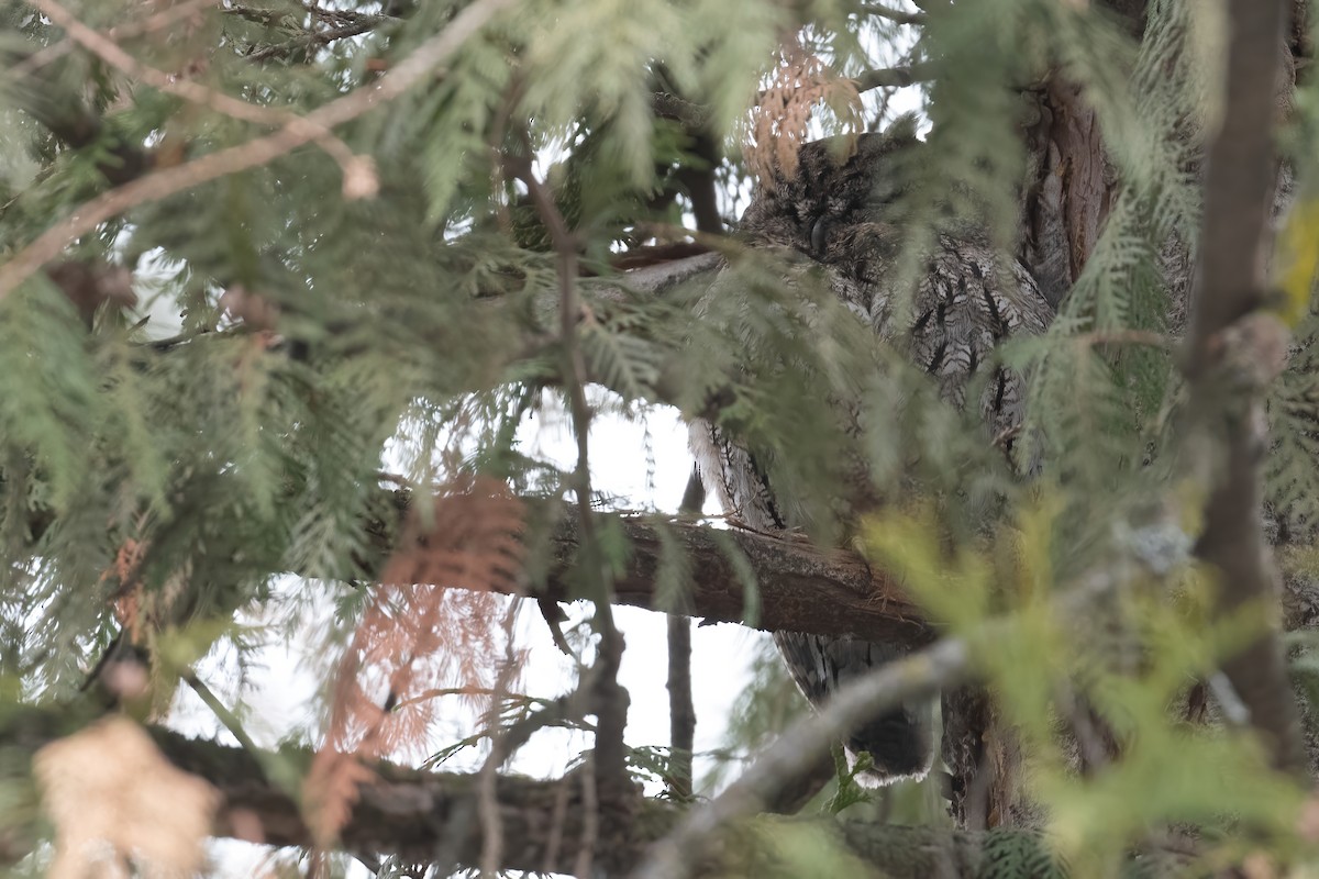 Western Screech-Owl - ML543931031