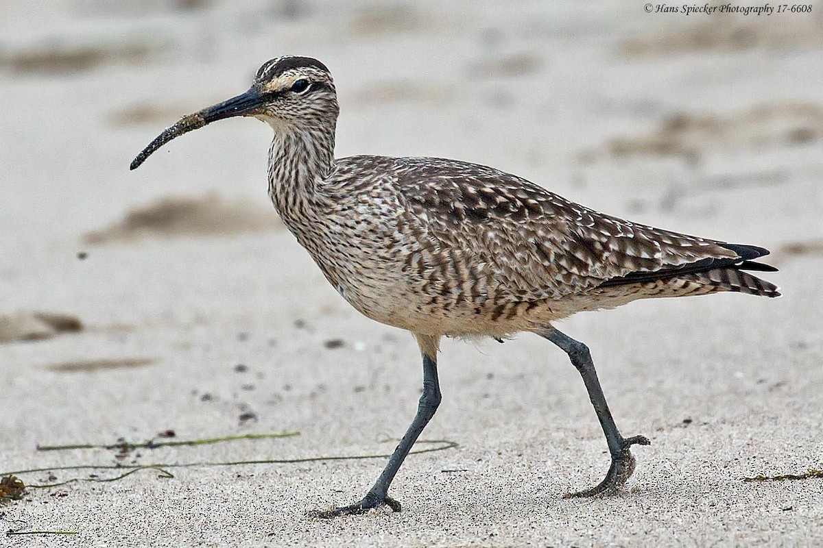 Whimbrel - ML54393161