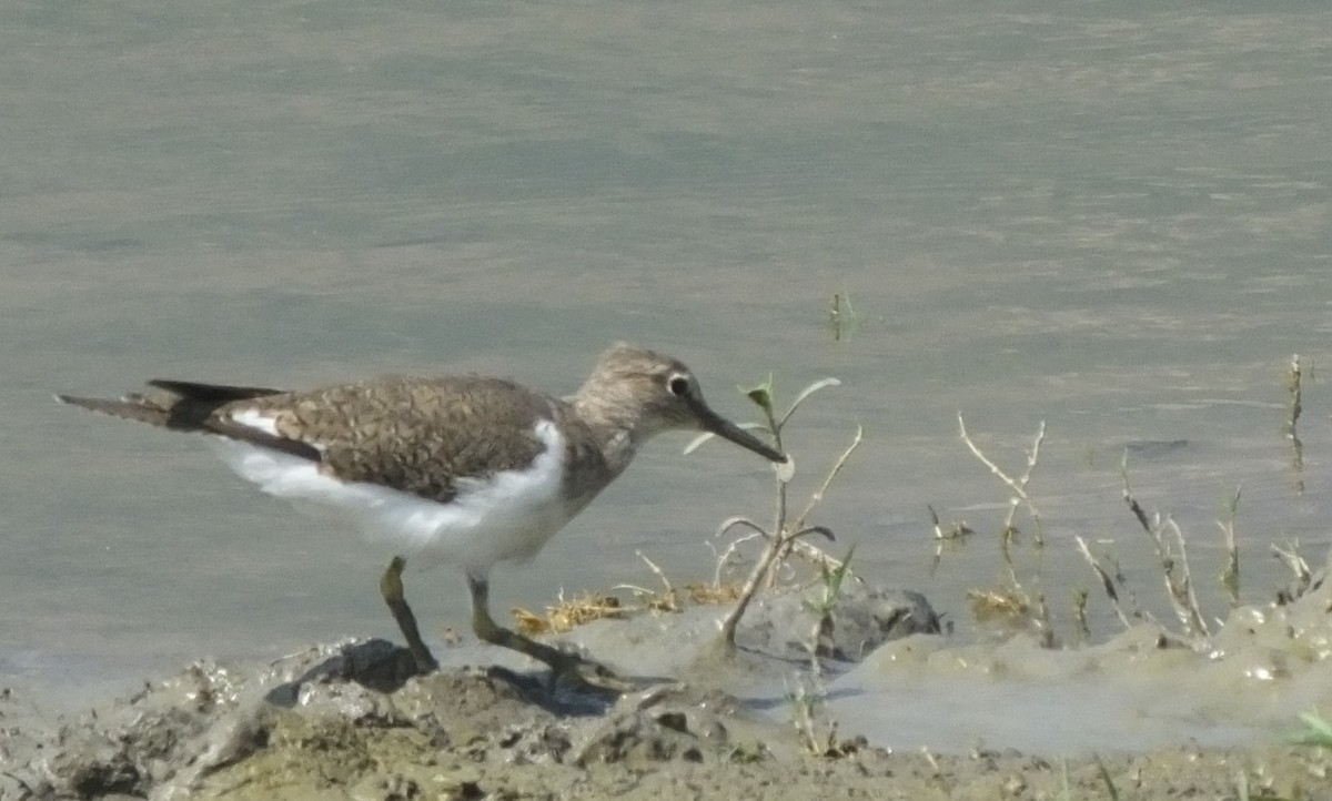 Common Sandpiper - ML543931801