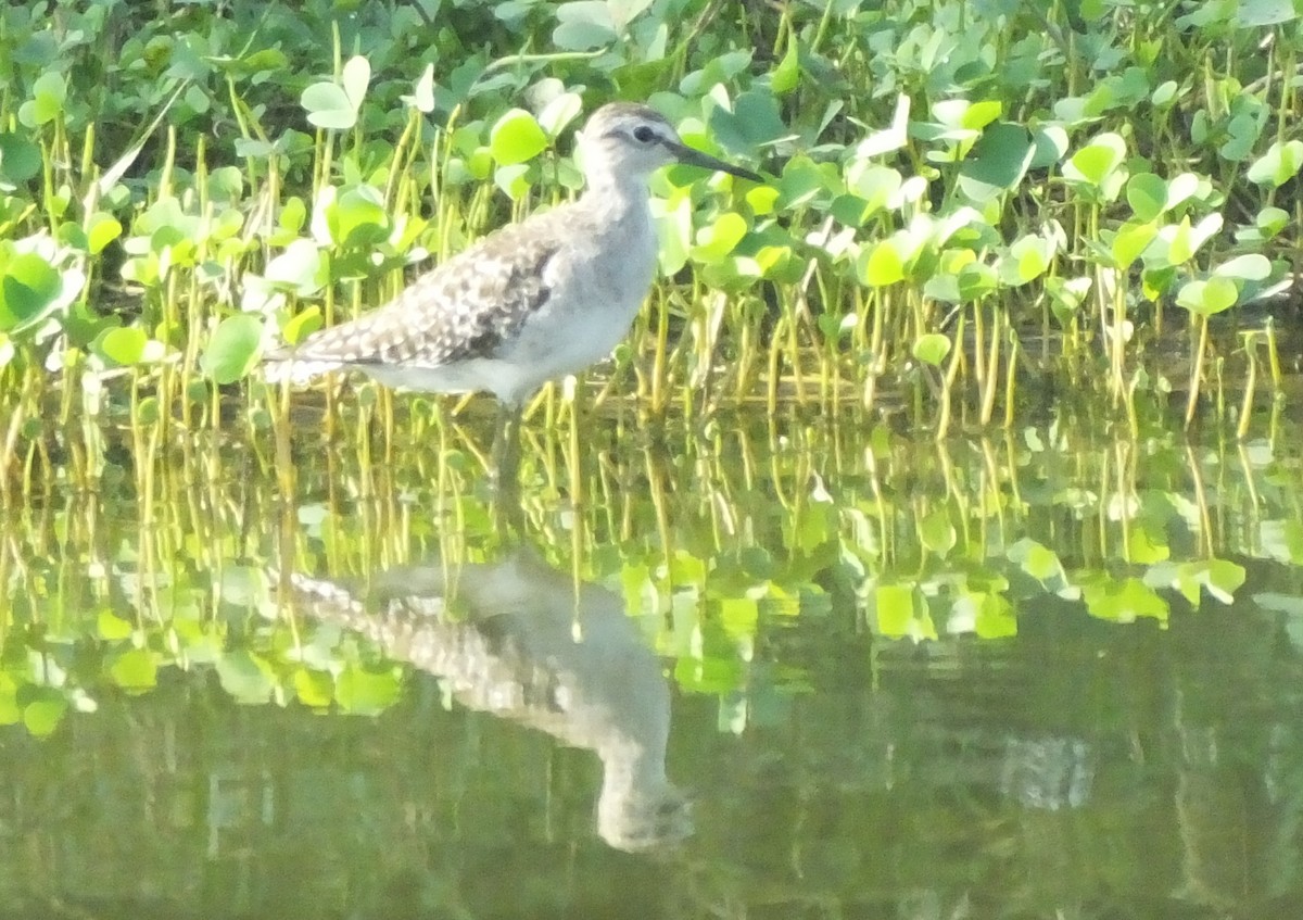 Wood Sandpiper - ML543932431