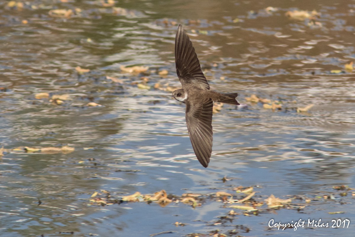 Bank Swallow - Milas Santos