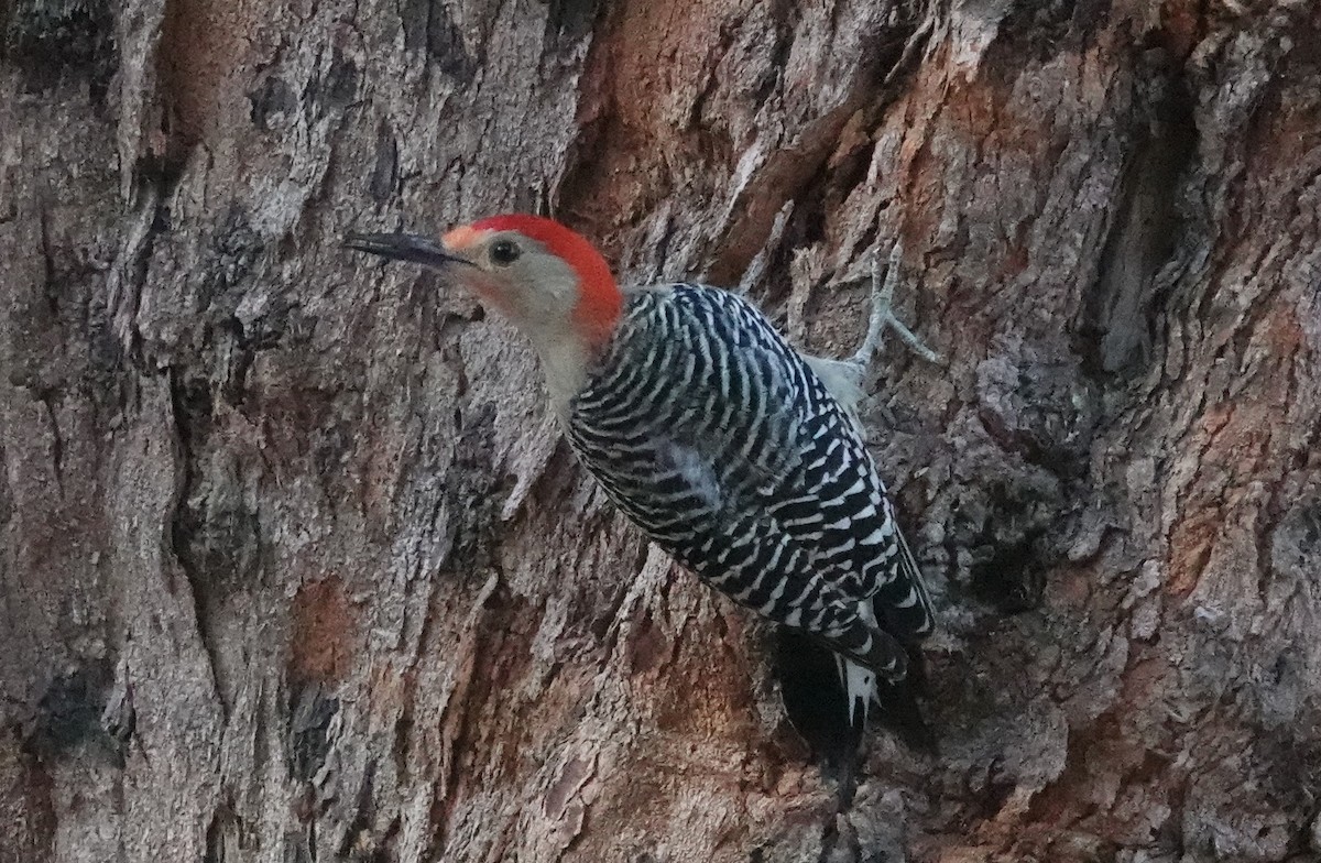 Red-bellied Woodpecker - ML543934701