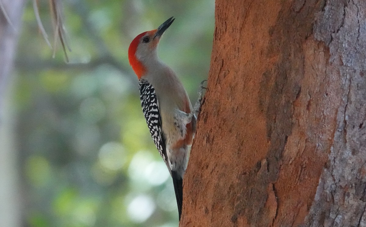 Red-bellied Woodpecker - ML543934711
