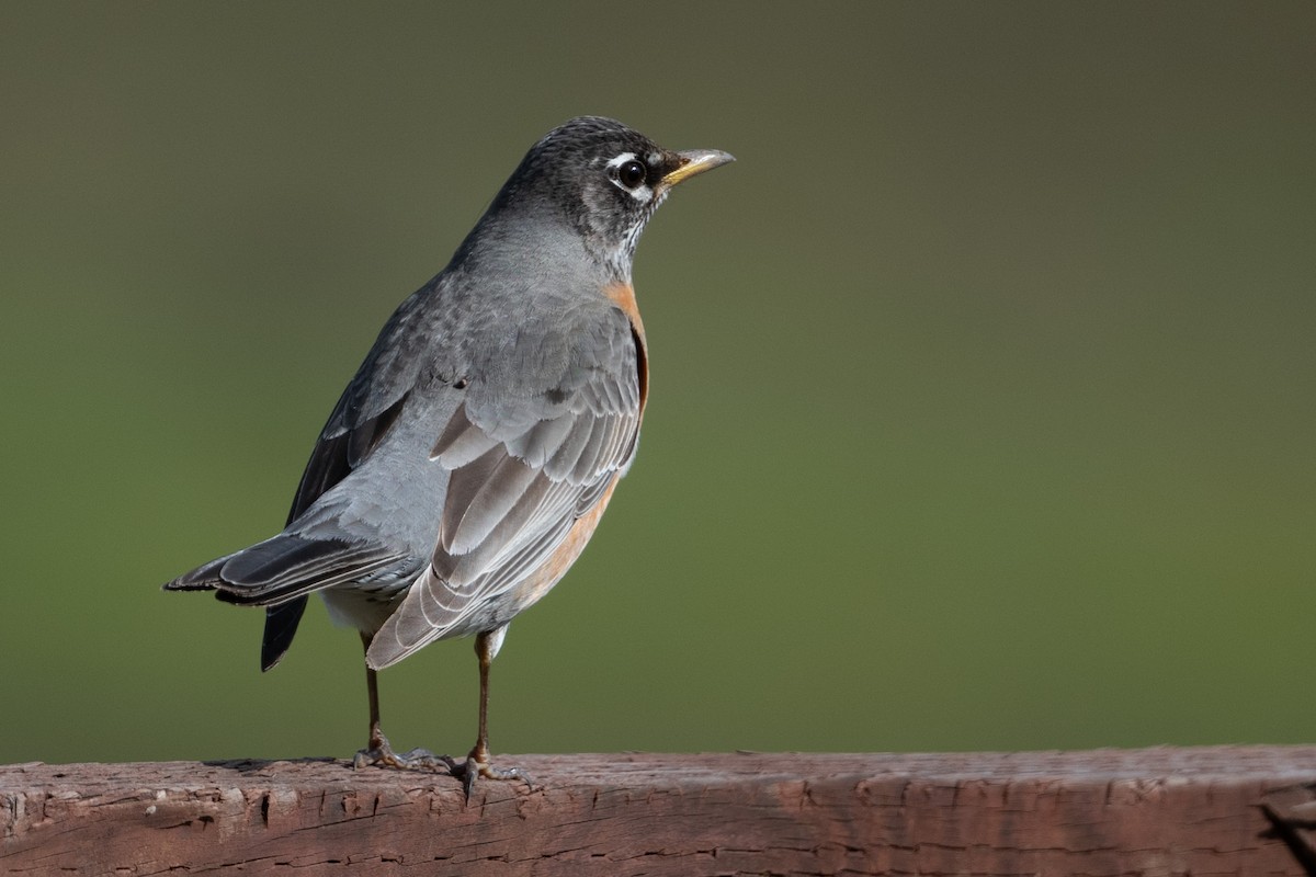 American Robin - ML543936061