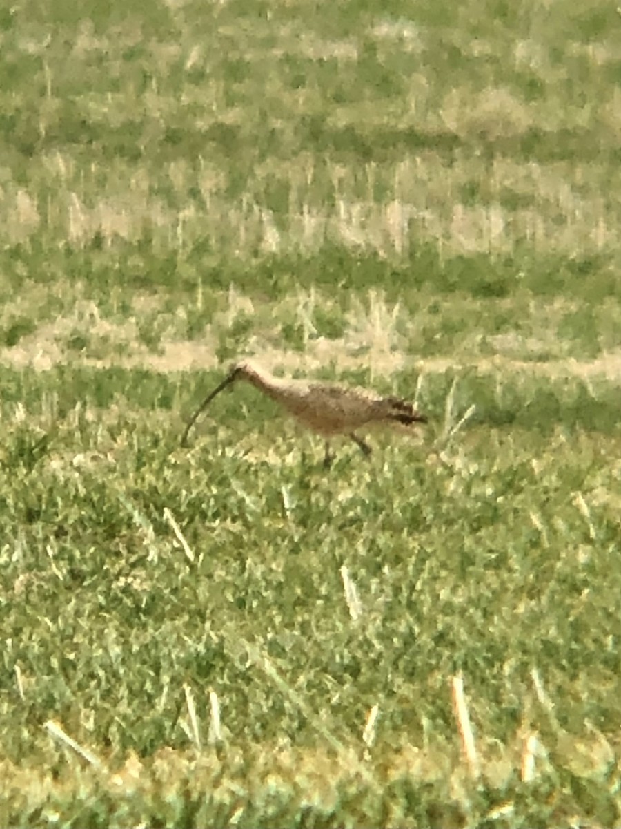 Long-billed Curlew - ML543936581