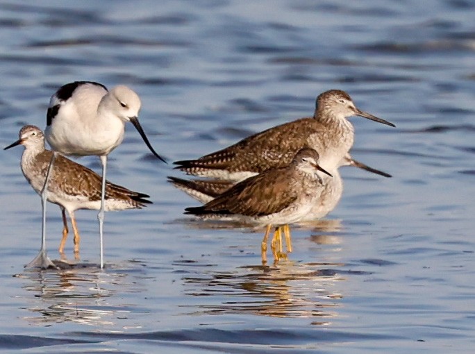 Lesser Yellowlegs - ML543937651