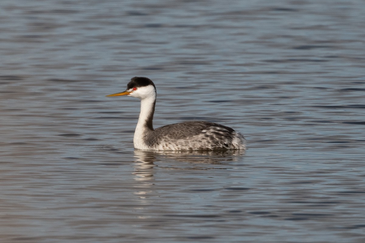 Clark's Grebe - ML543938601