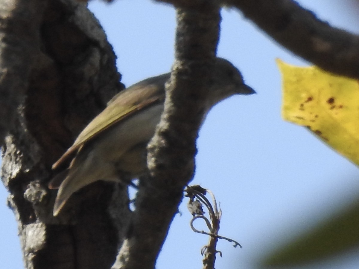 Thick-billed Flowerpecker - ML543939281