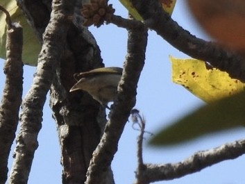 Thick-billed Flowerpecker - ML543939291