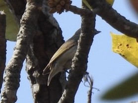 Thick-billed Flowerpecker - Munish Gowda