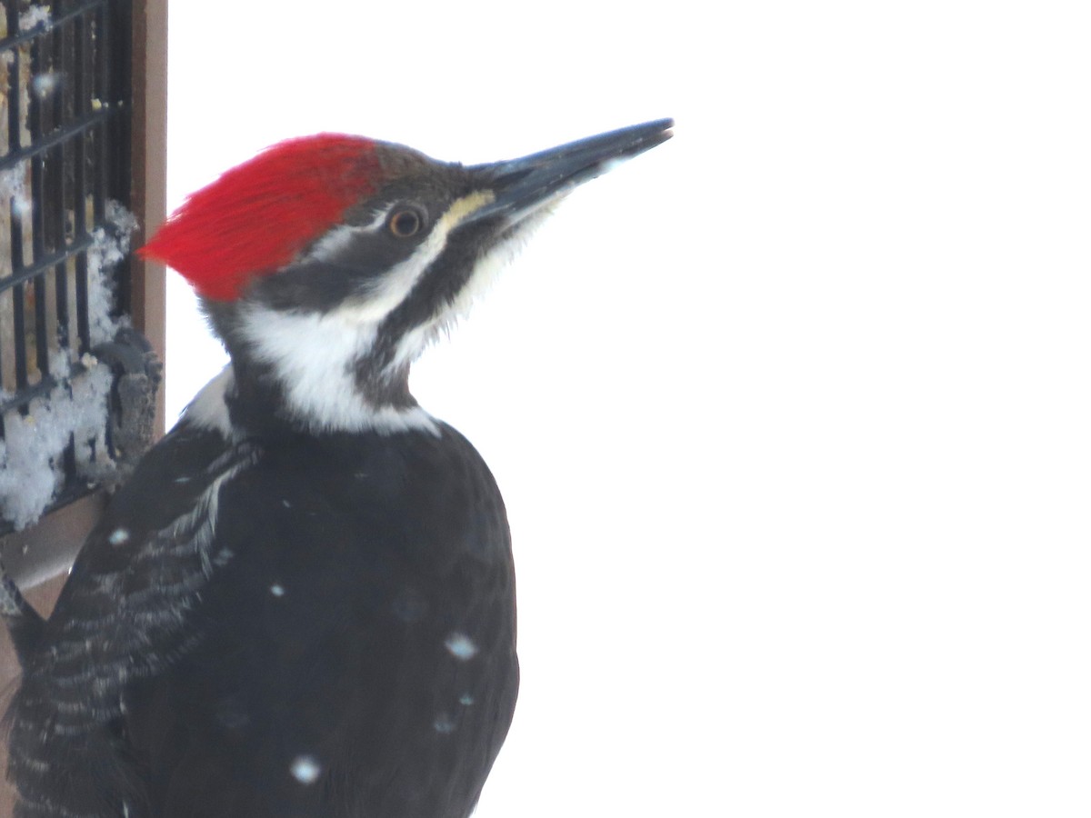 Pileated Woodpecker - ML543940901