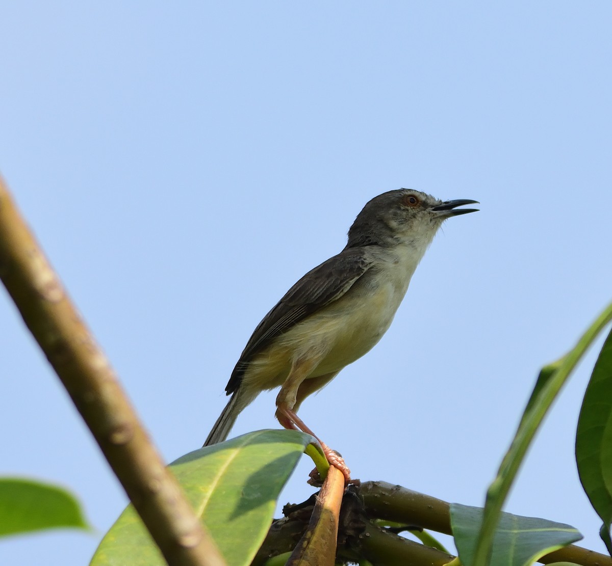 Plain Prinia - ML543941861