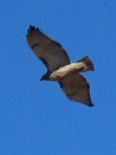 Red-tailed Hawk - ML543942451