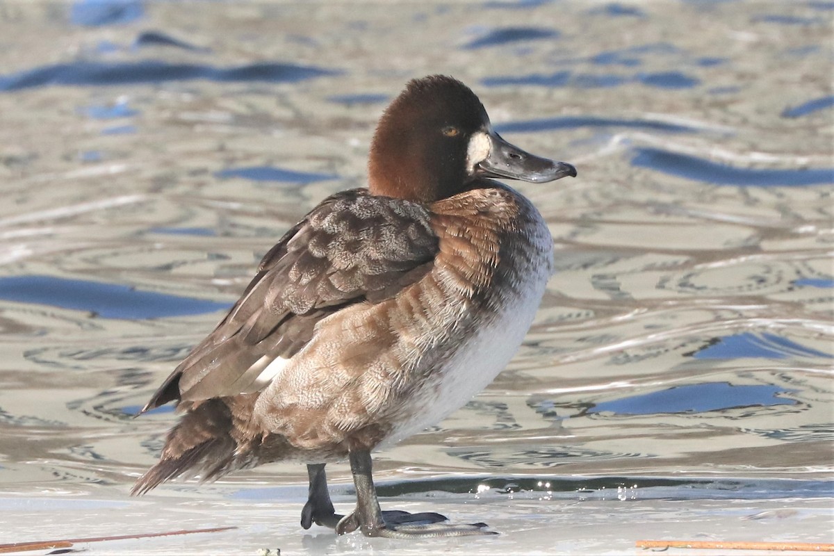 Lesser Scaup - Jim Edsall