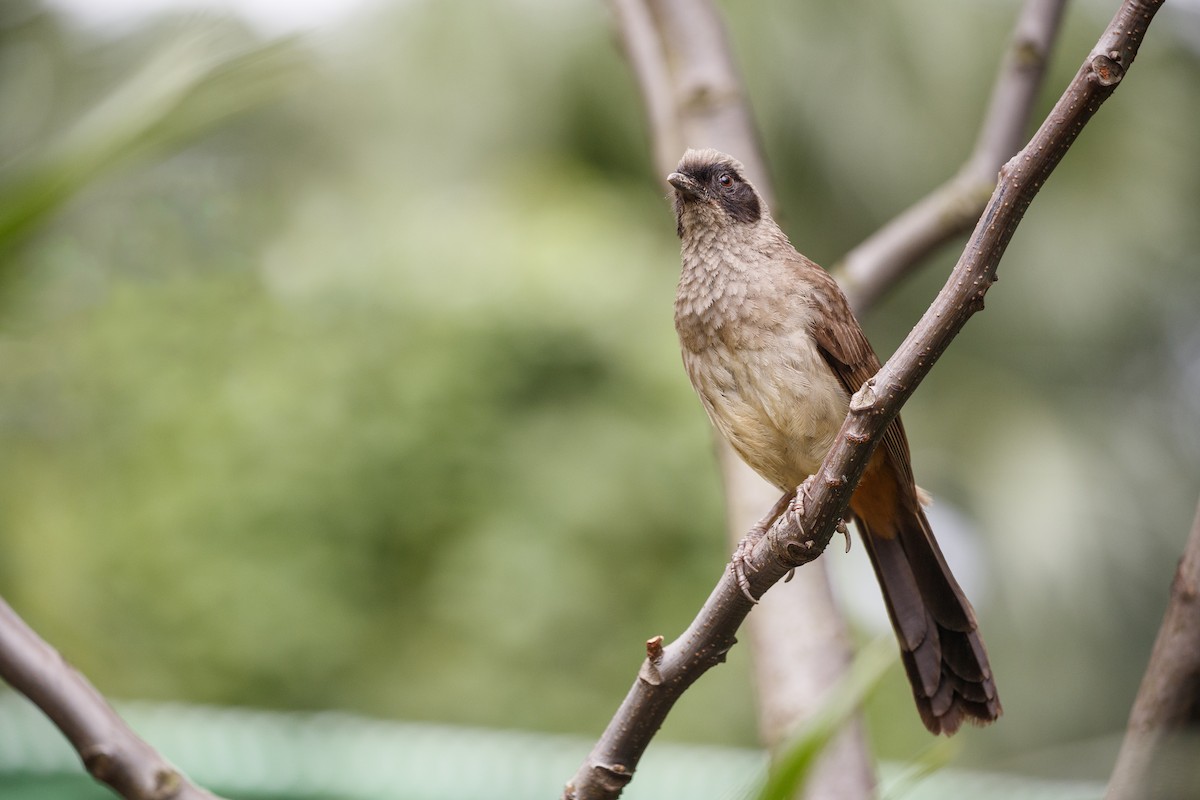 Masked Laughingthrush - ML543943291