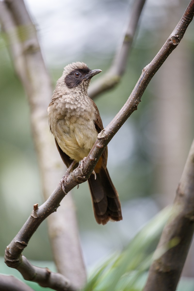 Masked Laughingthrush - Michael Stubblefield