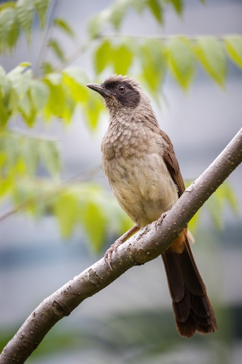 Masked Laughingthrush - ML543943321