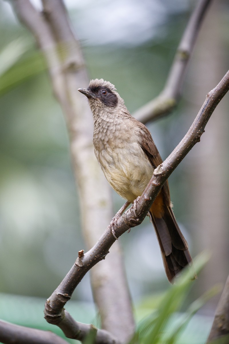 Masked Laughingthrush - ML543943351