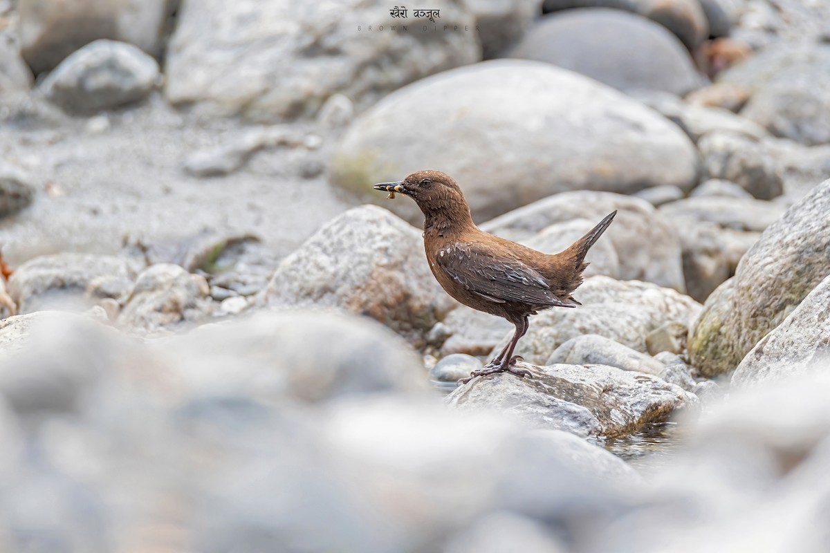Brown Dipper - ML543944041