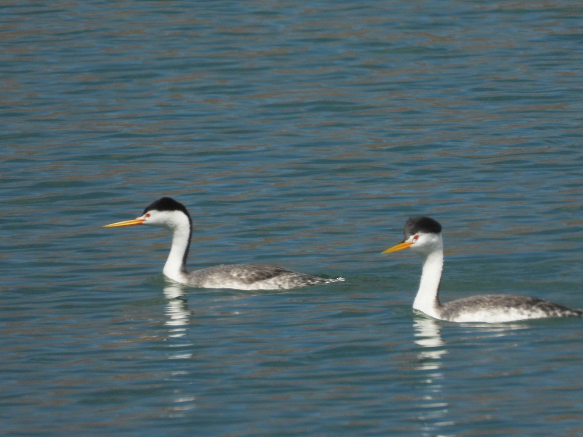 Clark's Grebe - ML543944761