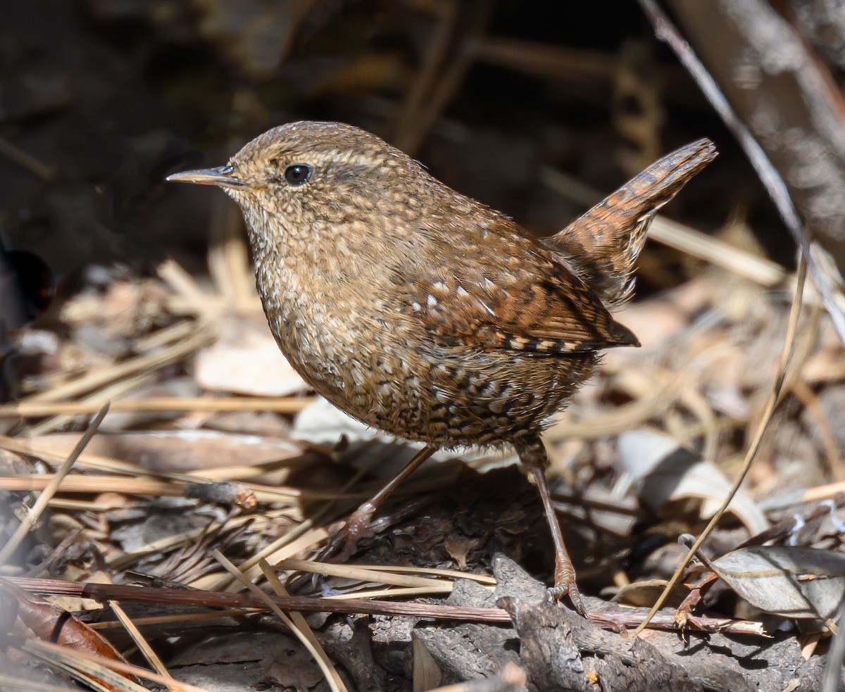 Pacific Wren - ML543946191