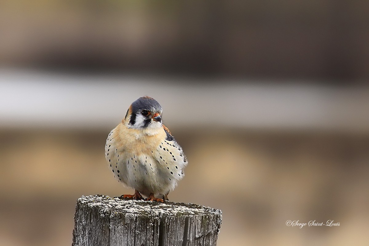 American Kestrel - ML54394741