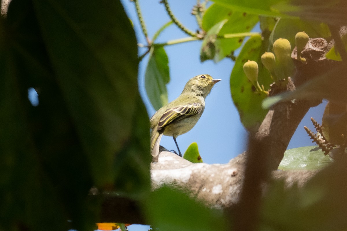 Golden-faced Tyrannulet (Coopmans's) - ML543947811