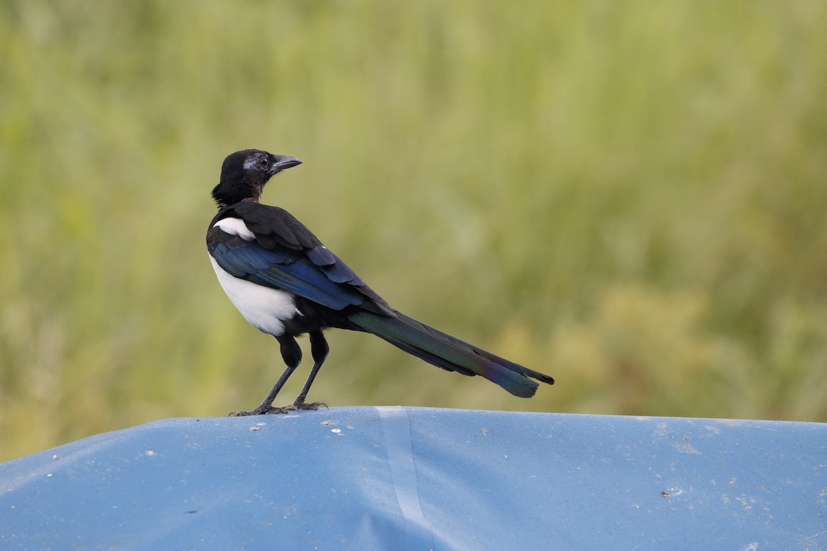 Oriental Magpie - ML543948611