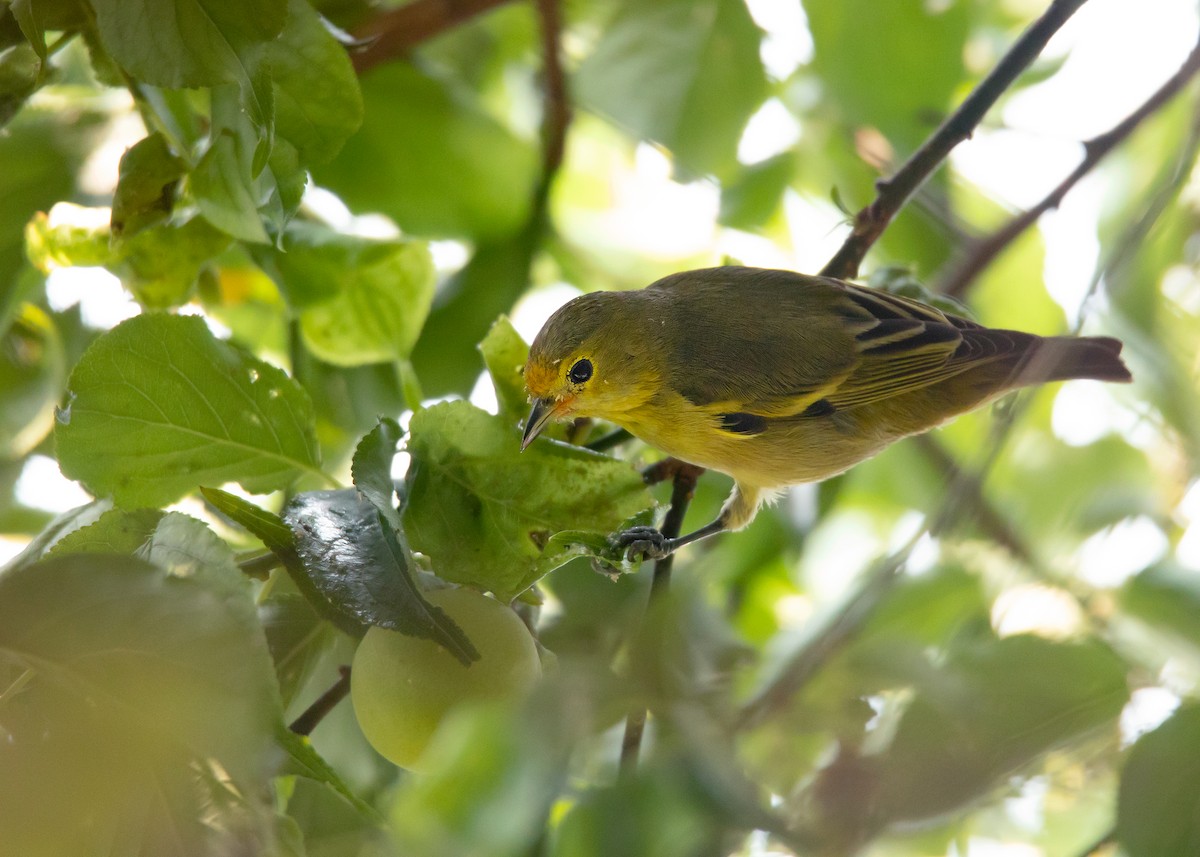 Fire-capped Tit - ML543948641