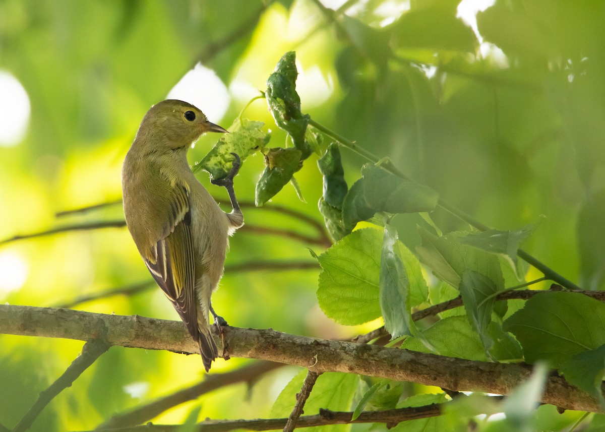 Fire-capped Tit - Ayuwat Jearwattanakanok