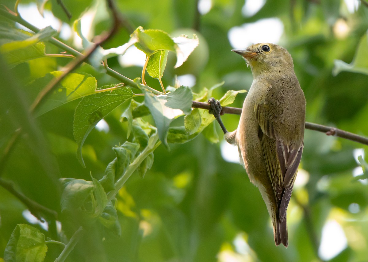 Fire-capped Tit - Ayuwat Jearwattanakanok