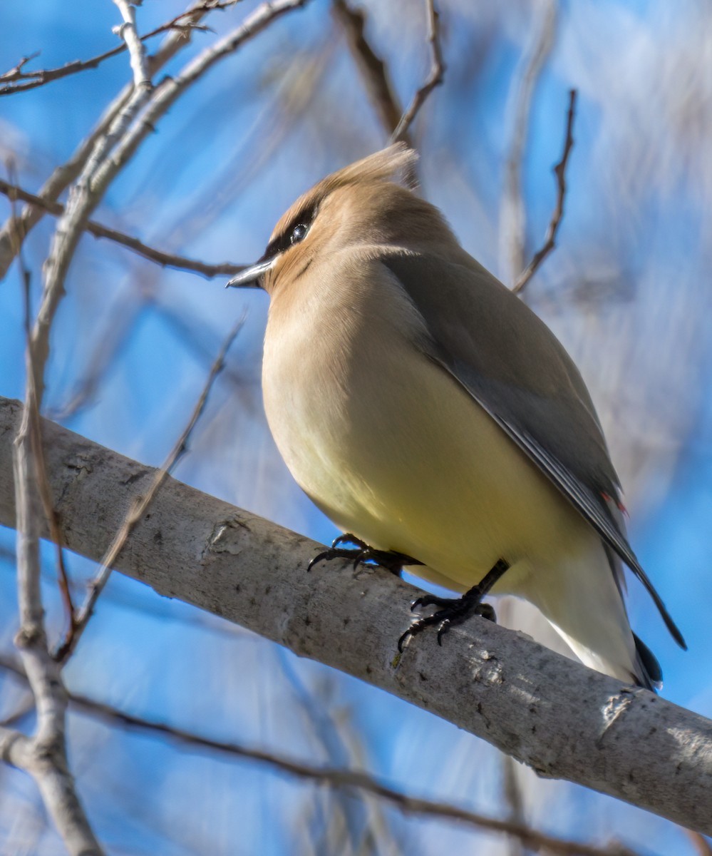 Cedar Waxwing - ML543950001