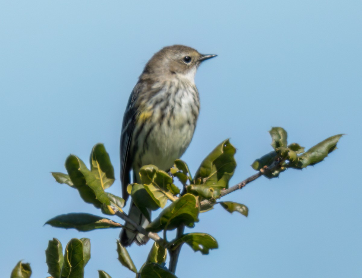 Yellow-rumped Warbler (Myrtle) - ML543950101