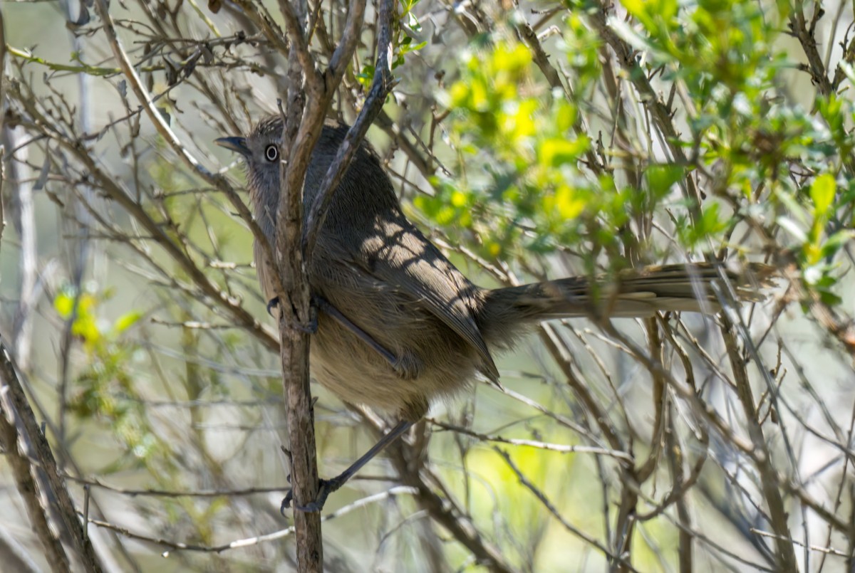 Wrentit - ML543950211