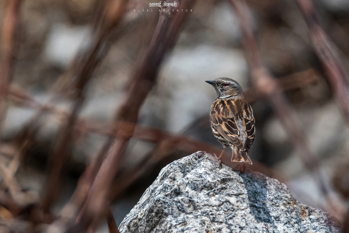 Altai Accentor - Deepak Budhathoki 🦉