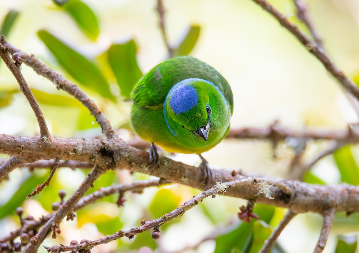 Golden-browed Chlorophonia - ML543953261