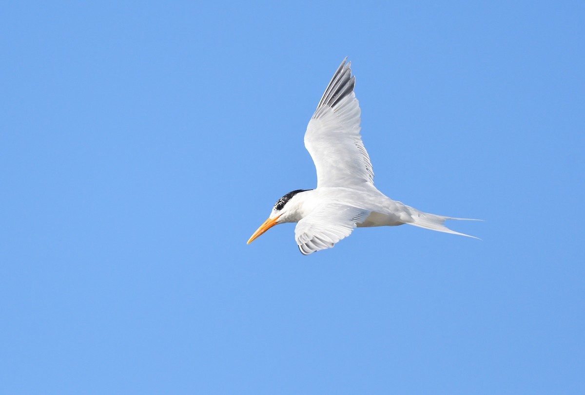 West African Crested Tern - ML543953351